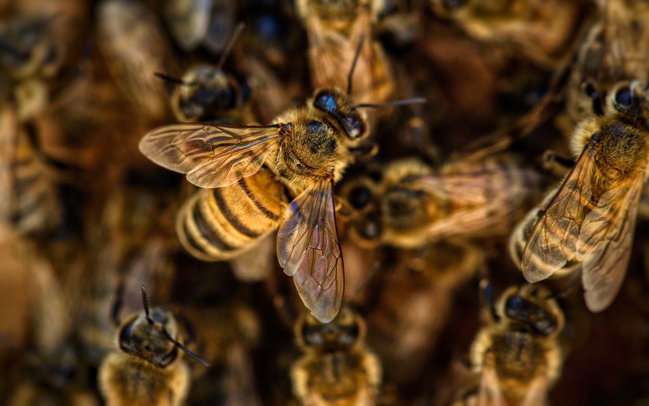 bees, wings, insects-4845211.jpg